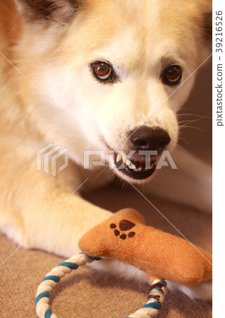 Intimidated and angry dog 39216526