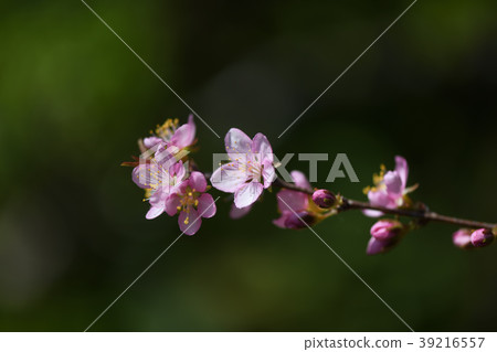 Yulium的花 39216557