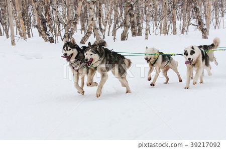 Kamchatka Sled Dog Racing Beringia, Kamchatka Sled Dog Racing Beringia, 39217092