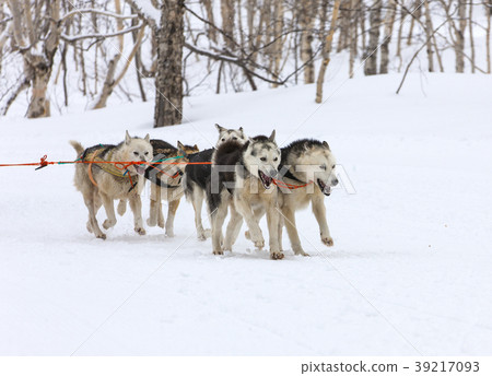 Kamchatka Sled Dog Racing Beringia Kamchatka Sled Dog Racing Beringia 39217093