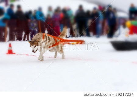 The dog in the winter competitions Weight pulling. The dog in the winter competitions Weight pulling. 39217224