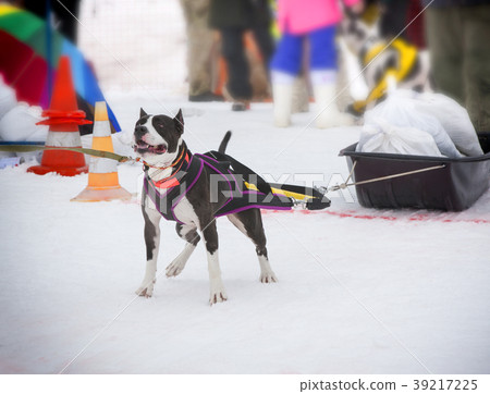 The dog in the winter competitions Weight pulling. The dog in the winter competitions Weight pulling. 39217225