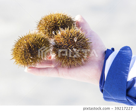 three sea urchins on hand in the winter. three sea urchins on hand in the winter. 39217227