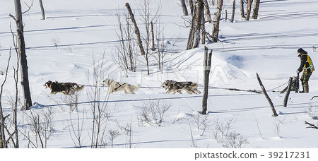 Traditional Kamchatka Dog Sledge Race Traditional Kamchatka Dog Sledge Race 39217231