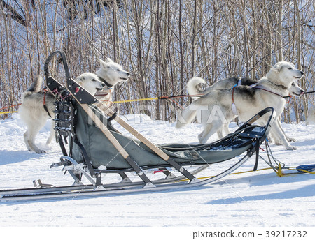 traditional wood sled with blue blanket traditional wood sled with blue blanket 39217232