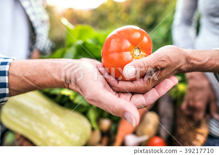 Senior couple gardening in the backyard garden. Senior couple gardening in the backyard garden. 39217710