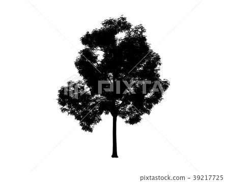 contour tree maple 39217725