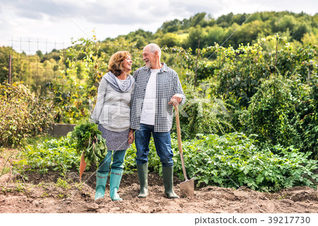 Senior couple gardening in the backyard garden. 39217730