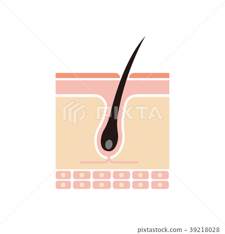Scalp cutaway illustration / healthy hair 39218028