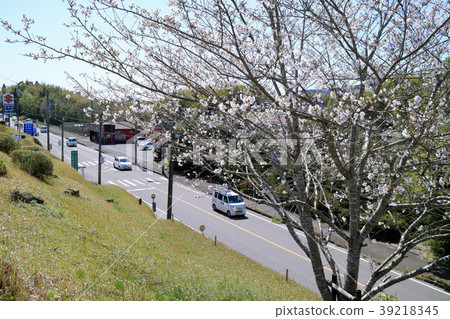 薩摩鎮的風景和櫻花 39218345