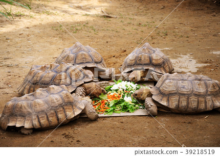 Turtle, Tortoise, Zoo, turtle, turtle, zoo, turtle 39218519