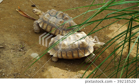 Turtle, Tortoise, Zoo, turtle, turtle, zoo, turtle 39218520