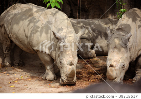 犀牛, 灰犀牛，動物園，Rhino、Grey Rhinoceros、動物園、Rhino, Grey 39218617