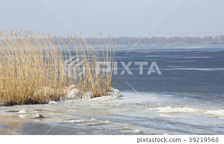 Reed along lake Eemmeer (the Netherlands) Reed along lake Eemmeer (the Netherlands) 39219568