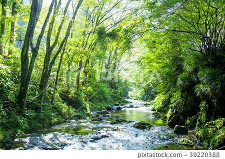Fresh green and mountain stream 39220388