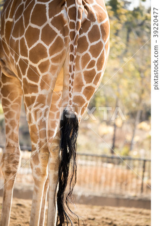 Giraffe's tail 39220477