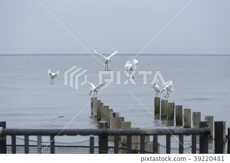 Higashi Yohah Heron, Higashi Yohah Heron, 39220481