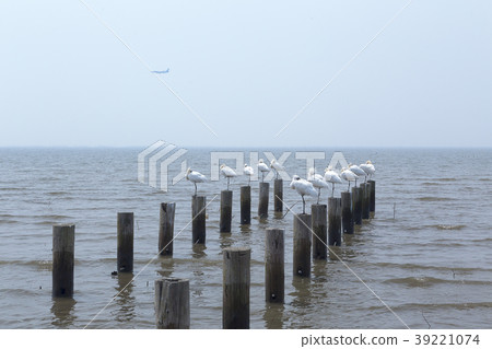 Higashi Yohah Heron, 39221074