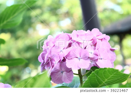 繡球花在陽光下 繡球花在陽光下 39221467