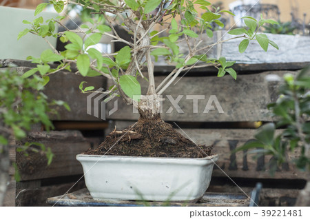 closeup of bonsai tree in gardening store 39221481