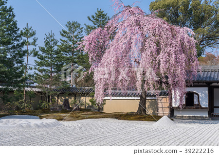 Kodaiji in spring 39222216