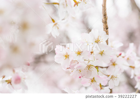 [Tokyo] Cherry blossoms in full bloom 39222227