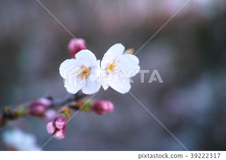 Spring image When Sakura begins to bloom 39222317