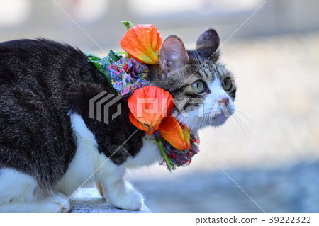 Great-looking cat 39222322
