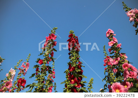 蜀葵花季在台灣彰化 39222478