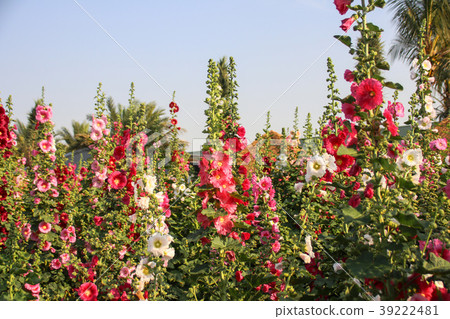 蜀葵花季在台灣彰化 39222481