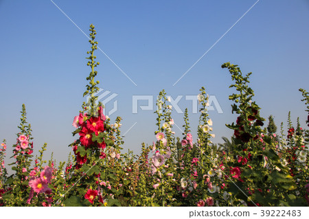 蜀葵花季在台灣彰化 蜀葵花季在台灣彰化 39222483