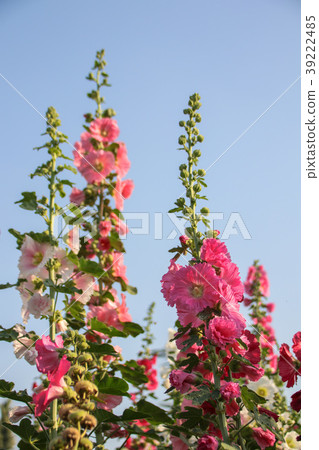 蜀葵花季在台灣彰化 蜀葵花季在台灣彰化 39222485