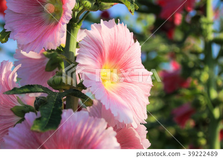 蜀葵花季在台灣彰化 蜀葵花季在台灣彰化 39222489