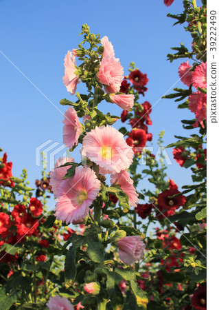 蜀葵花季在台灣彰化 蜀葵花季在台灣彰化 39222490