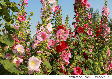 蜀葵花季在台灣彰化 39222494