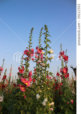 蜀葵花季在台灣彰化 蜀葵花季在台灣彰化 39222501