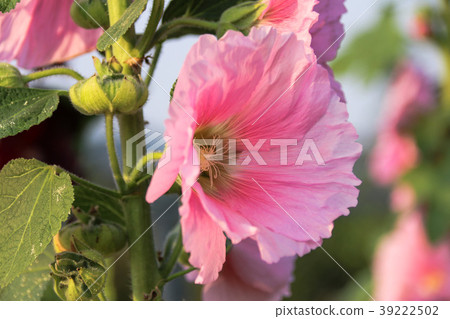 蜀葵花季在台灣彰化 39222502