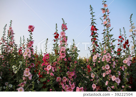 蜀葵花季在台灣彰化 蜀葵花季在台灣彰化 39222504