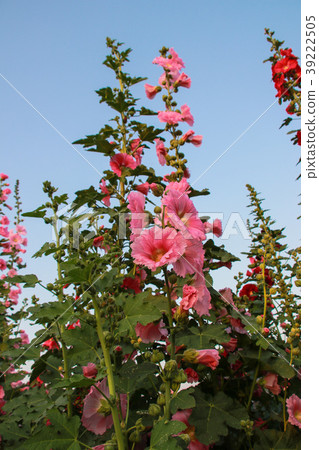 蜀葵花季在台灣彰化 39222505