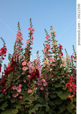 蜀葵花季在台灣彰化 蜀葵花季在台灣彰化 39222506