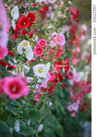 蜀葵花季在台灣彰化 39222507