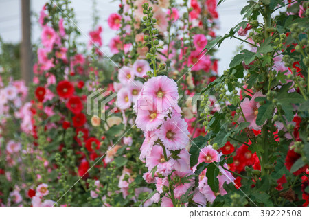 蜀葵花季在台灣彰化 39222508