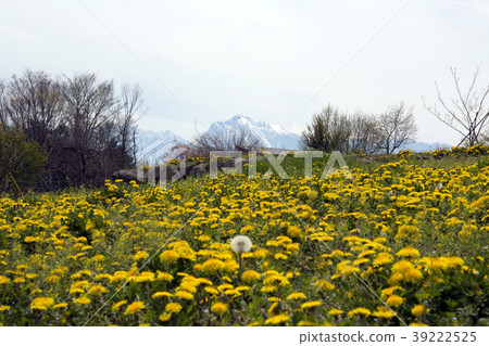 蒲公英和Kaikomagatake 蒲公英和Kaikomagatake 39222525