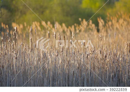 Bulrush on the lakeside Bulrush on the lakeside 39222839