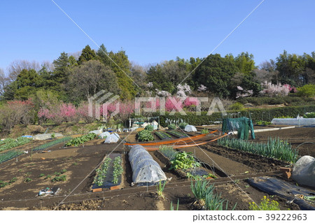 橫濱市青葉區的家庭花園 橫濱市青葉區的家庭花園 39222963
