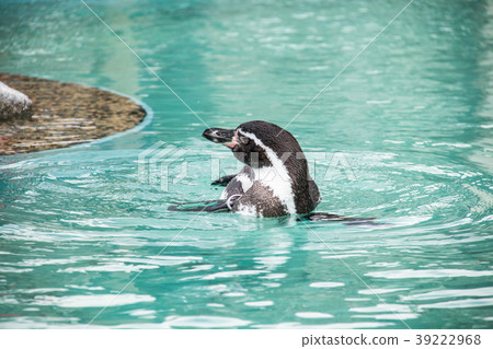 Humboldt Penguin 39222968