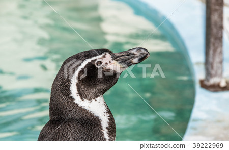 Humboldt Penguin 39222969