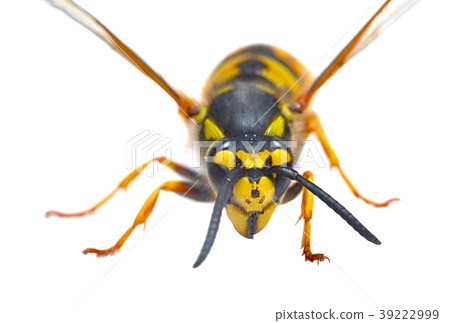 Wasp on white background Wasp on white background 39222999