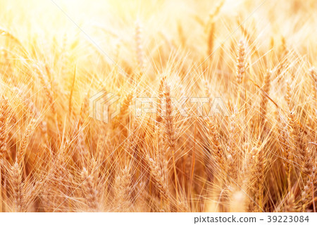 Ears of golden wheat closeup. Wheat field Ears of golden wheat closeup. Wheat field 39223084
