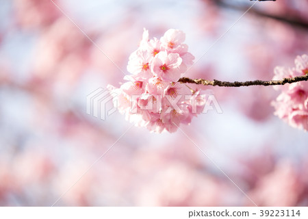 河津櫻花盛開(千葉縣市川市) 河津櫻花盛開(千葉縣市川市) 39223114